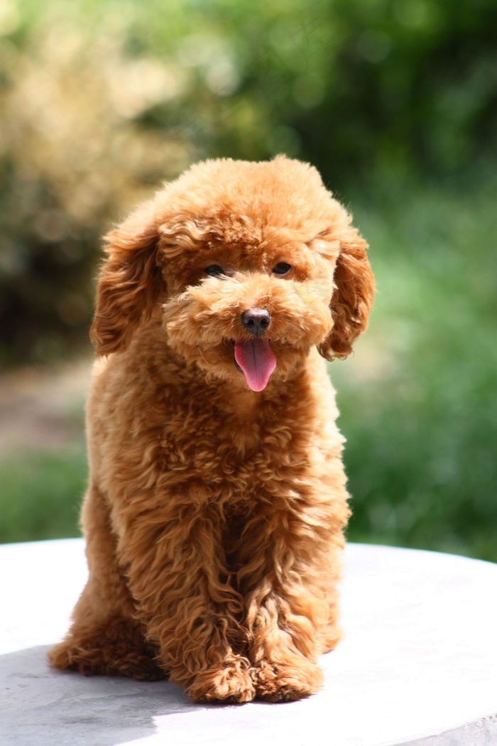 泰迪犬图片下载