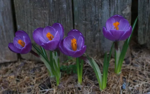 紫色番红花图片