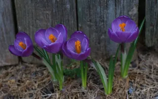 紫色番红花图片