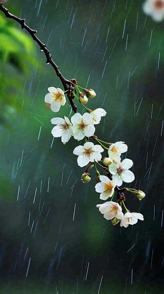 春天白色花朵枝叶在雨中，新鲜绿叶鲜花，雨水谷雨摄影图(816x1456)
