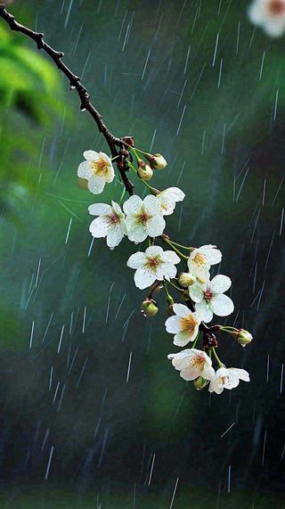 春天白色花朵枝叶在雨中，新鲜绿叶鲜花，雨水谷雨摄影图