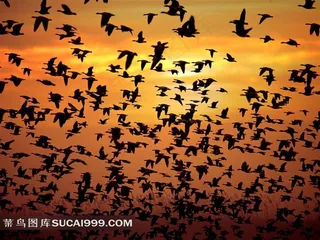 群鸟剪影摄影素材