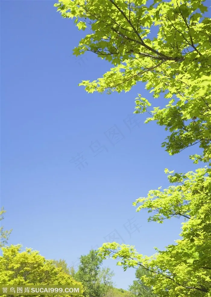 草地天空-翠绿的树叶