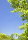 草地天空-翠绿的树叶