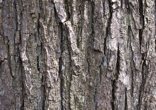 苍老的树文肌理