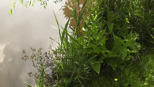 湖, 草, 景观, 水, 河, 性质, 自然, 太阳, 情绪