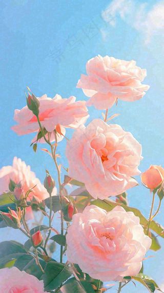 春天蓝天白云阳光下的粉色玫瑰花朵，谷雨立夏