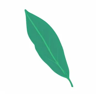 一片树叶png免抠