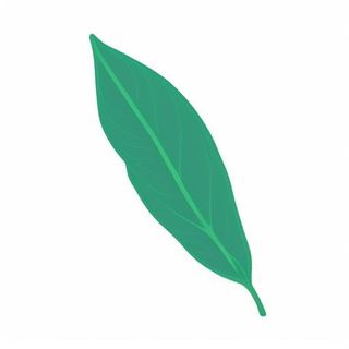 一片树叶png免抠