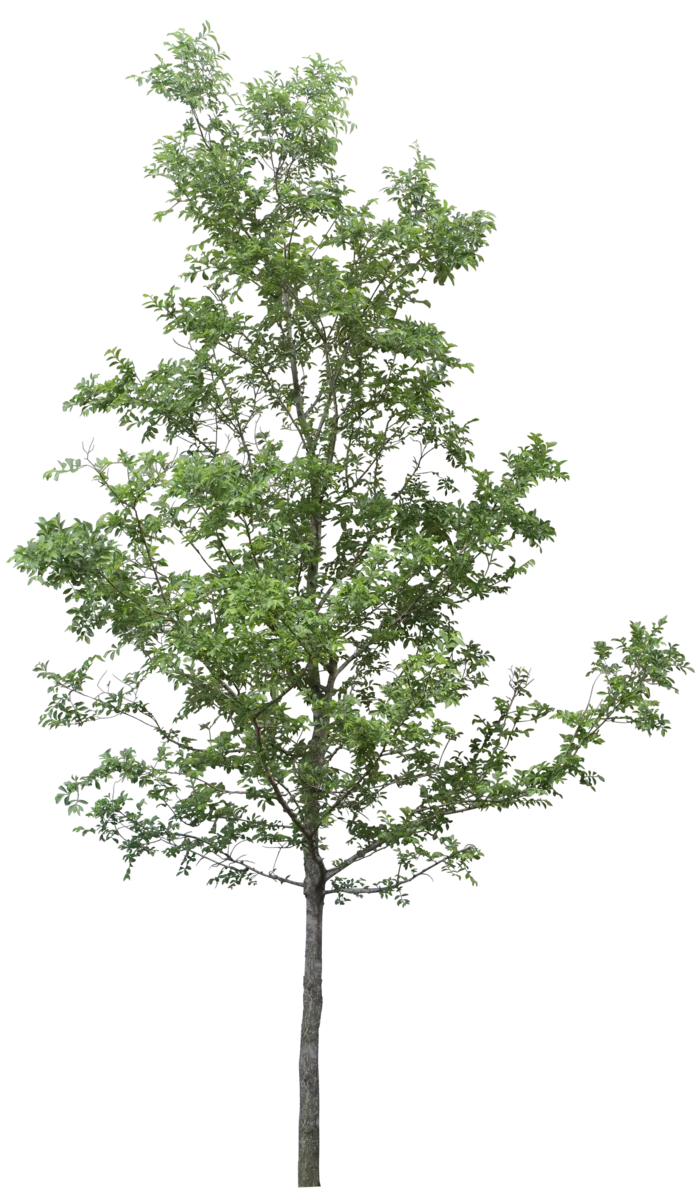 树木树枝树叶免扣素材