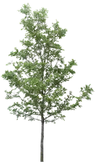 树木树枝树叶免扣素材