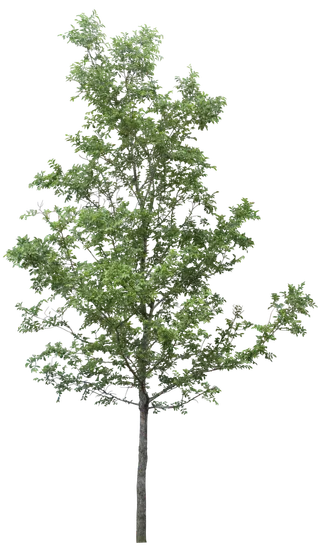 树木树枝树叶免扣素材