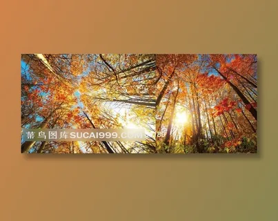 仰视角度枫树树林高清摄影图片