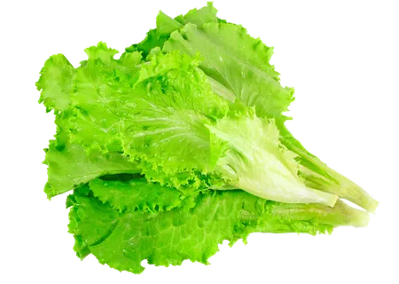 生菜超市商品白底图免抠实物摄影png格式图片透明底