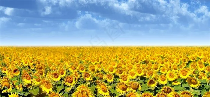向日葵阳光美好幸福淘宝背景图