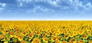 向日葵阳光美好幸福淘宝背景图