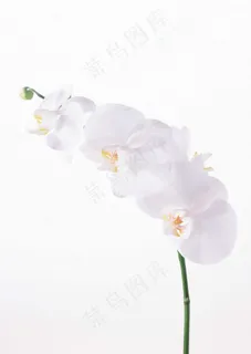 万千花卉 766 万千花卉 766