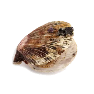 螺贝类带壳类(48)海鲜超市商品红酒白底图免抠实物摄影png格式图片透明底