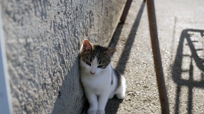 家猫幼猫图片