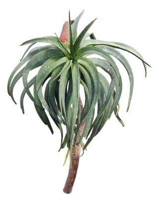 高清树木素材 免抠PSD植物素材 美术绘画园林贴图 树草灌木花草