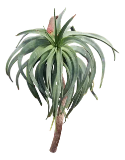 高清树木素材 免抠PSD植物素材 美术绘画园林贴图 树草灌木花草 高清树木素材 免抠PSD植物素材 美术绘画园林贴图 树草灌木花草