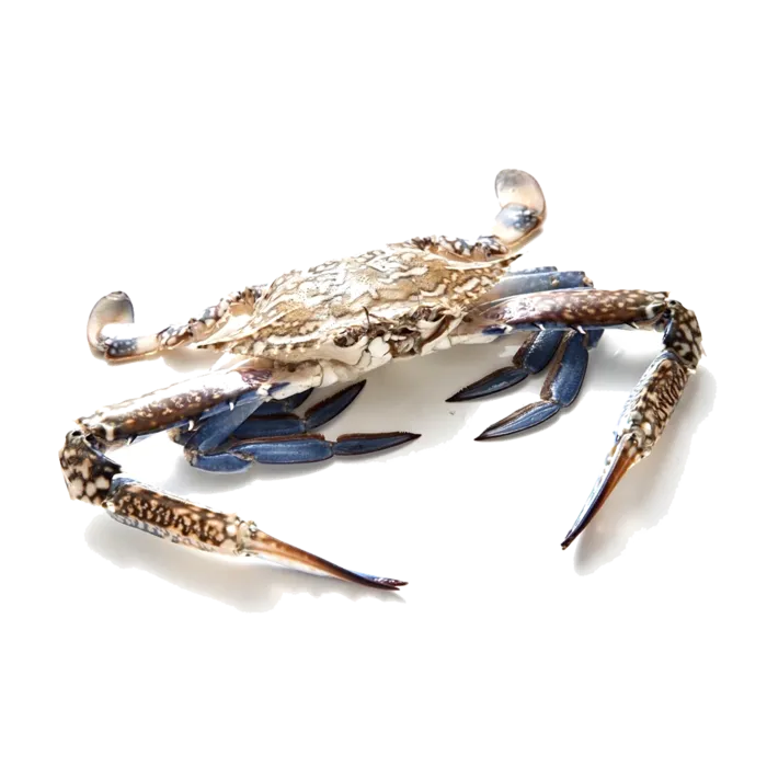 螃蟹(50)海鲜超市商品红酒白底图免抠实物摄影png格式图片透明底