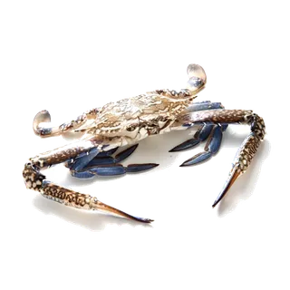 螃蟹(50)海鲜超市商品红酒白底图免抠实物摄影png格式图片透明底