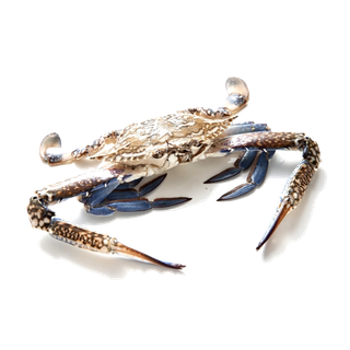 螃蟹(50)海鲜超市商品红酒白底图免抠实物摄影png格式图片透明底