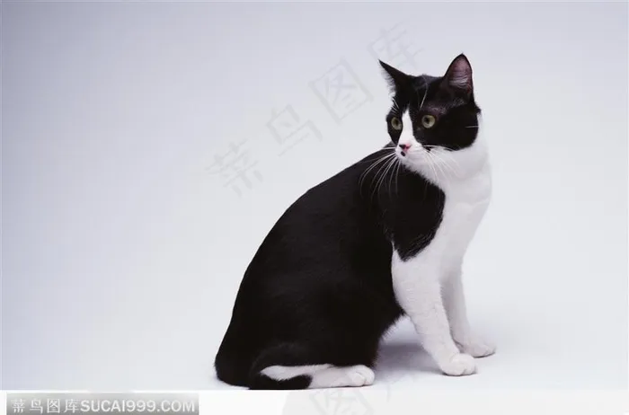 宠物猫（侧身）