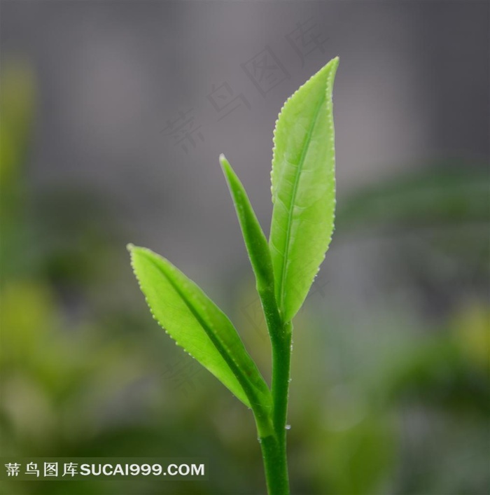 茶叶嫩芽高清特写图片