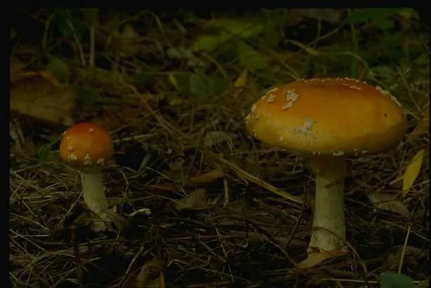 蘑菇图片
