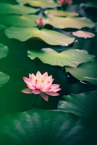 绿色清爽荷花节气背景