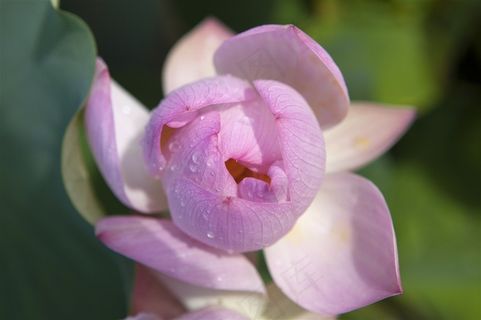 娇滴滴的荷花苞