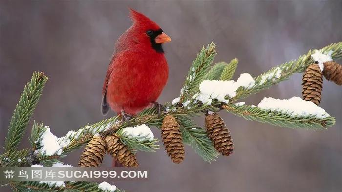 松枝上的红色羽毛小鸟素材