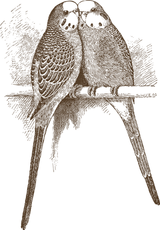 简约风手绘素描动画小鸟鸟儿免扣PNG图片素材 (19)