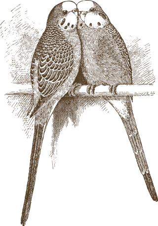 简约风手绘素描动画小鸟鸟儿免扣PNG图片素材 (19)