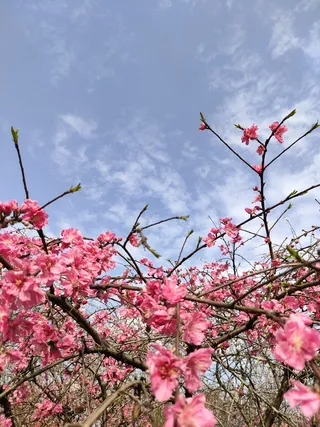 桃花红的“泛滥”