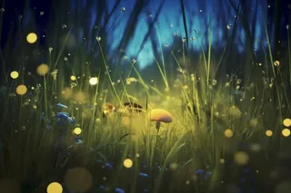 夜晚萤火虫草丛背景