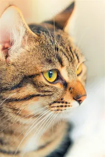 3K高清花猫咪图片手机壁纸 3K高清花猫咪图片手机壁纸