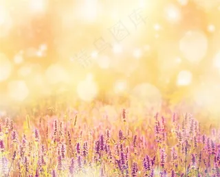 唯美渐变紫色薰衣草高清图片