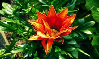 开放杂色菊花朵图片