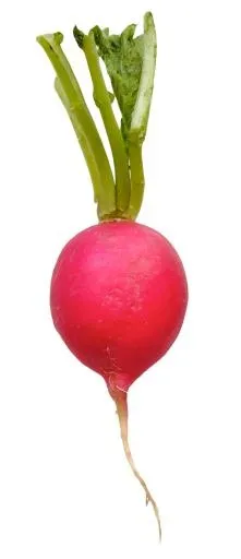 萝卜 PNG免抠(729x1685)