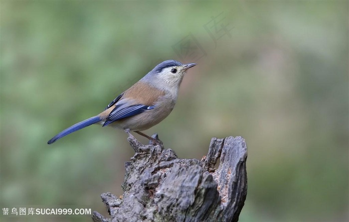 高清木树桩蓝翅希鹛鸟类图片