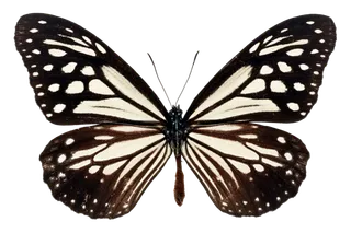 蝴蝶 彩蝶 花蝴蝶 动物 昆虫 免抠 (32)