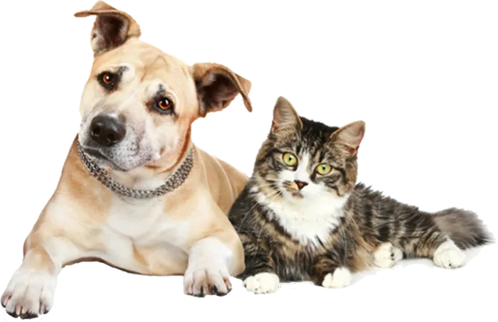 小狗与猫咪