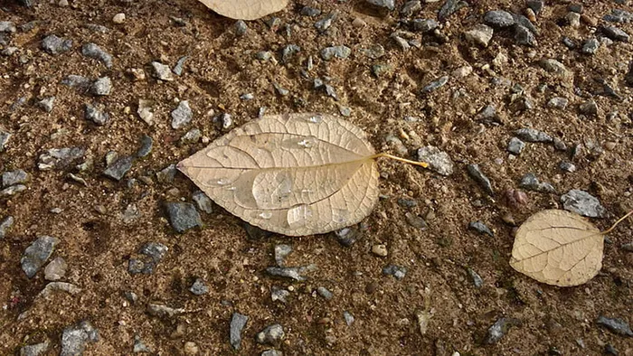 风景 露水 素材拍摄 (74)