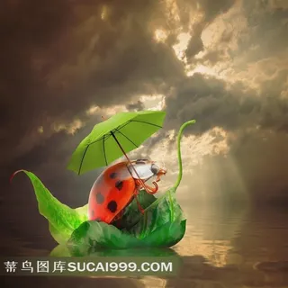 可爱七星瓢虫图片 可爱七星瓢虫图片