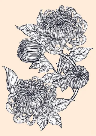 设计手绘菊花玄关