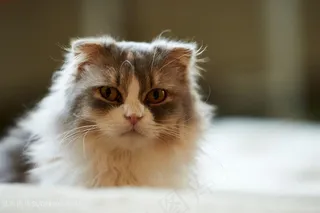 趴着的小猫咪图片