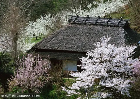 树林树木-隐居在山林中的木屋环绕在花海中 树林树木-隐居在山林中的木屋环绕在花海中